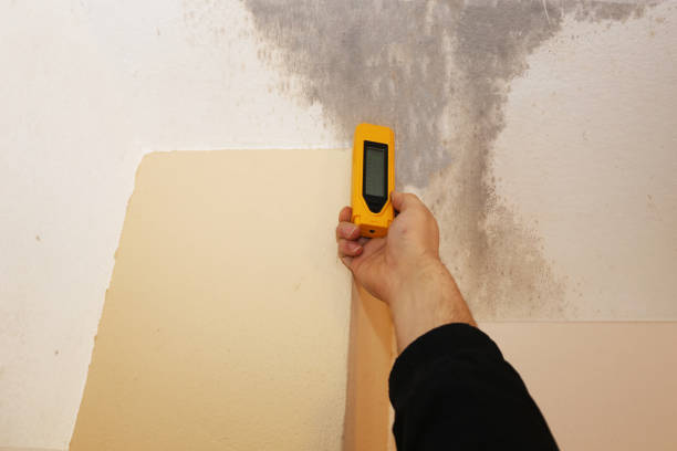Best Emergency Mold Remediation  in Davie, FL