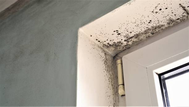 Best Real Estate Mold Inspection  in Davie, FL