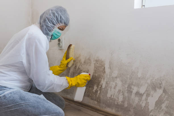 Best Crawl Space Mold Remediation  in Davie, FL