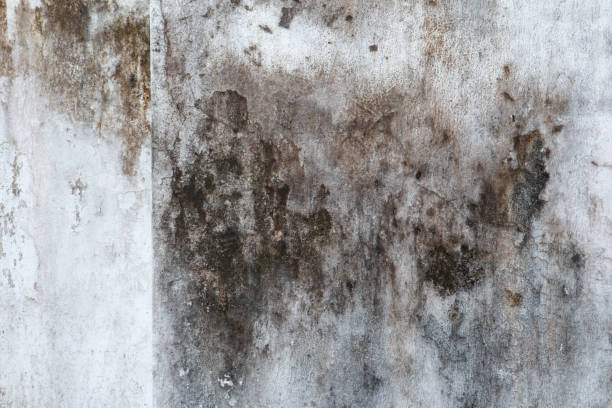 Best Residential Mold Inspection & Testing  in Davie, FL