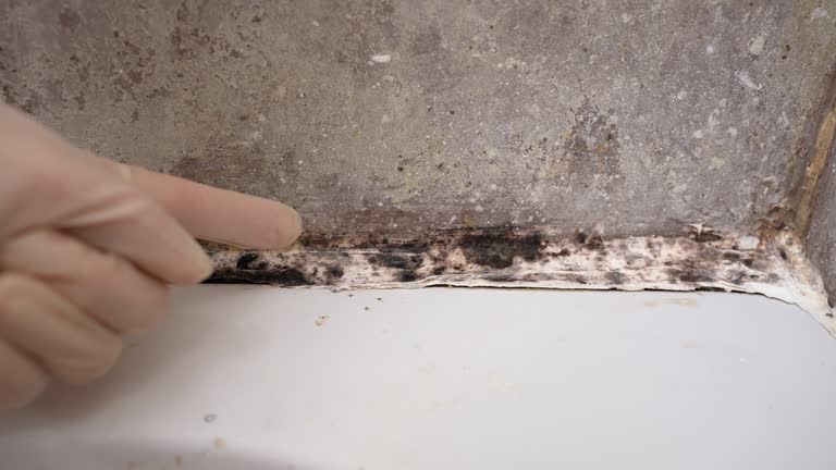 Best Air Quality Testing for Mold Spores  in Davie, FL