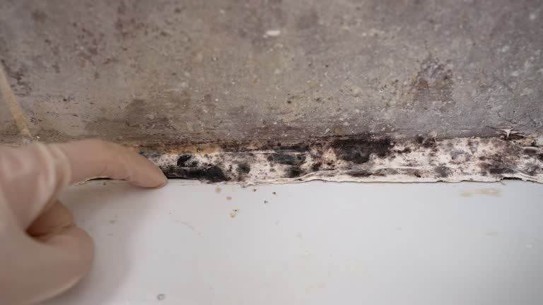 Best Asbestos and Lead Testing During Mold Inspection  in Davie, FL
