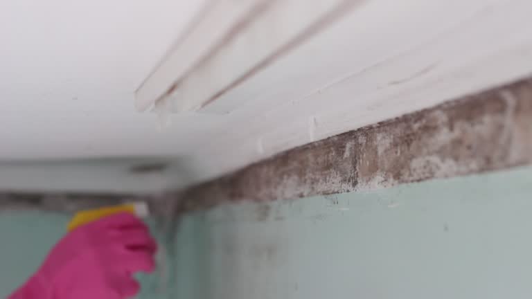 Best Water Damage & Mold Remediation  in Davie, FL